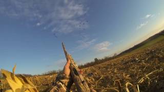 Corn field goose hunt 2016 pt2