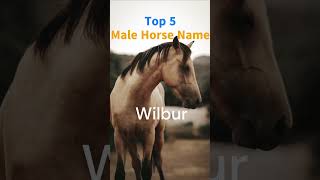 Top Horse Name 🐴#horse #horselover #pet #shortsvideo