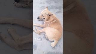 कुत्ते की पूंछ काटने का रहस्य #viral #viralshort #dog #doglover #funny