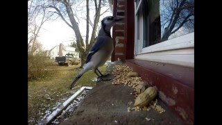 Woodpeckers in PA