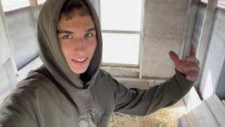 How I add new hay to the chicken coop