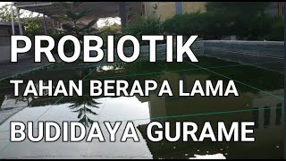 BUDIDAYA IKAN GURAME DI KOLAM BETON - TAHAN BERAPA LAMA PROBIOTIKNYA