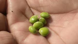 Tur farming in maharashtra||Pigeon pea farming in india||#pigeonpeas||Tur farming success story