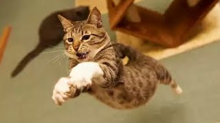 Cats are so funny you will die laughing Funny cat compilation / Funny Videos