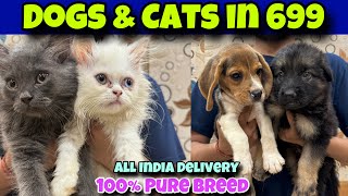 Cheapest Dogs & Cats Market In Delhi NCR | Bulldog, Husky, Labra, Beagle, Persian Cats | EMI