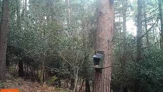 3 red squirrels