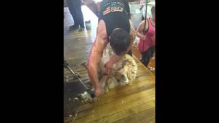 New Zealand sheep shearing