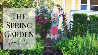 Companion Planting | Wood chips garden path | growing herbs for tea garden