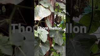 Growing Thorn mellon...