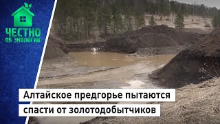 Алтайское предгорье пытаются спасти от золотодобытчиков.