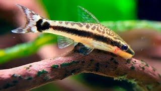 Species Profile # 24 : Oto catfish (Otocinclus sp.)