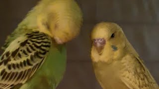 Budgies