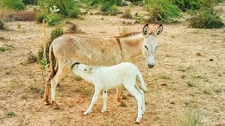 donkey baby | donkey baby is drinking milk 🍼🥛 #animals #donkey