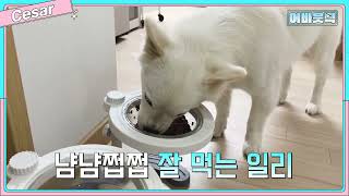 "엄마 시저 섞어주세요~!" 일리가 말아주는 시저 리뷰 🐶ㅣ시저x어바웃픽