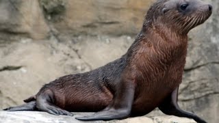 Endangered fur seals dying on California coast