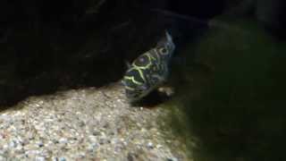 Figure 8 puffer (Zoo Cologne)