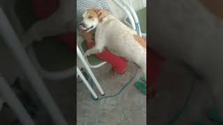 #shorts #cachorro #viral #video