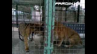 TIGER VS TIGON