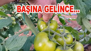 BUDAMA YAPMAZSAN BAŞINA GELEBİLİR! (52)