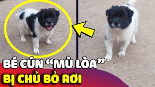 Chú cún nhỏ bị 'BỎ RƠI' không thể nhìn thấy gì và CÂU CHUYỆN xúc động phía sau 😢 | Gâu Đần