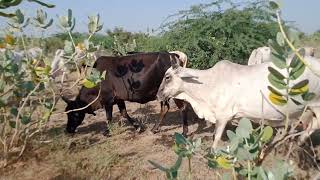 بقرة تأكل ورقة شجرة في الغابة #animals #viralvideo #cow