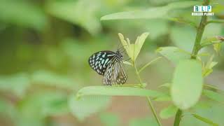 Butterfly Park Cotigao Wildlife Sanctuary