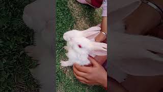 Rabbit aur Sukhman 🥰🥰 #rabbit #fun #enjoy