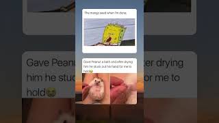 LOOK AT PEANUT’S HAND #meme #memes #viral #viralvideo #viralshort #shorts #short #shortsvideo