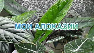 Мои Алоказии | Небольшой обзор | коллекция