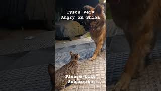 Tyson Very Angry on Shiba🐱🐱🐕🐕❤❤