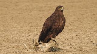 Steppe eagle