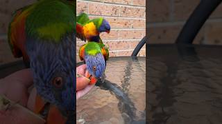 What's for breakfast ?#shorts #lorikeet #australia