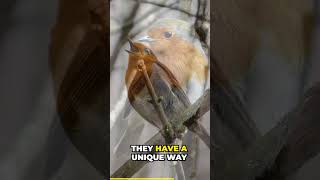 The Fascinating World of American Robin #shorts #short #trending #satisfying #satisfyingvideo