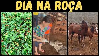 Fazenda com Córrego, Pimentas e Lida Com o Gado: Você Vai se Apaixonar por Esse Estilo de Vida!