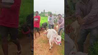 ही आहे जगातील सर्वात लहान गाय #smallcow #organicfarming #shorts