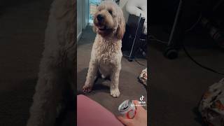 Berrinches de simba #videosvirales #simbavlog #doglover #2024 #travesurasdesimba #simba #chismes