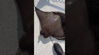 Cow Nose Stingray Eats LURE! #fishingfails  #shorts