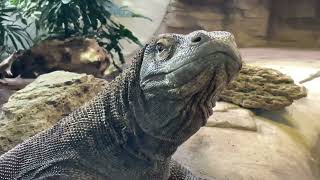 Calgary Zoo - Komodo Dragon - November 11, 2022