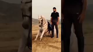 subhan Allah praying namaz horse #ytshorts