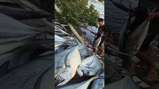 Ikan GT Rejeki Nelayan Jaring #shortvideo #shortsvideo