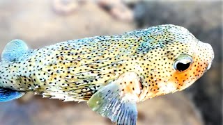 FRESHWATER PUFFER FISH || BEST FISHING