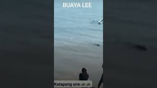 buaya lee