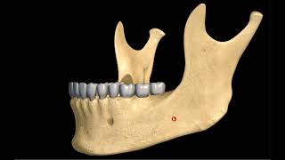 Нижняя челюсть, mandibula