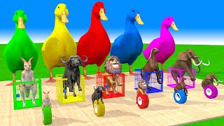 5 Giant Duck & Wild Animals Cage Game Cow, Gorilla, Rhinoceros, Elephant, Buffalo Crossing Fountain