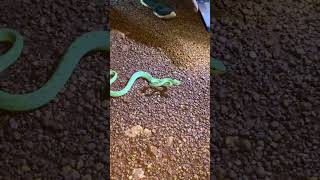 Pit viper #pitviper #bamboopitviper #sagar_sahu_0 #shorts #trending #viral #trending #youtubeshorts