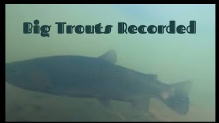 GoPro drop records Big Trouts in Toronto