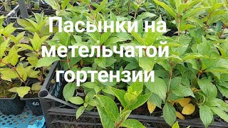 Пасынки на гортензии.Что делать?