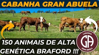 150 ANIMAIS de ALTA GENÉTICA BRAFORD, Visitamos a Cabanha Gran Abuela !!!