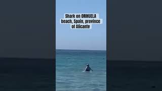 2 meter shark swims on ORIHUELA beach, Spain, no one was hurt / акула на пляже в Испании