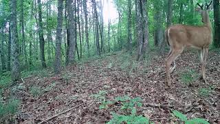 Buck Snorts and Wild Turkey Talks || Who Scared Who?